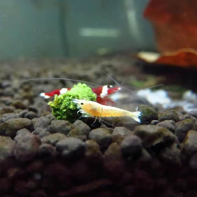 ほうれん草エビ餌 観賞用エビフード ほうれん草スティック 小 - Aquarium Fish Eggs のレビューと価格