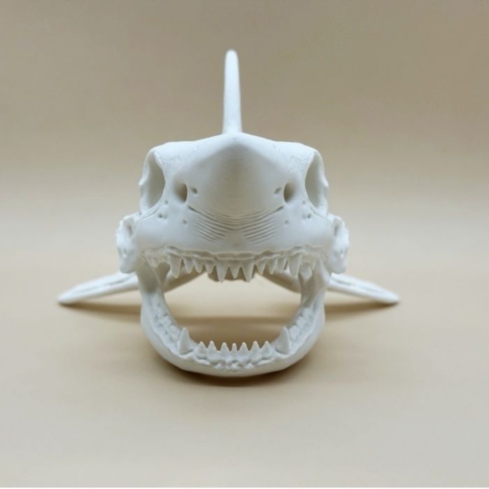3Dプリント製サメの頭蓋骨スケルトンコスプレ小道具、水槽飾り - Aquarium Fish Shark のレビューと価格