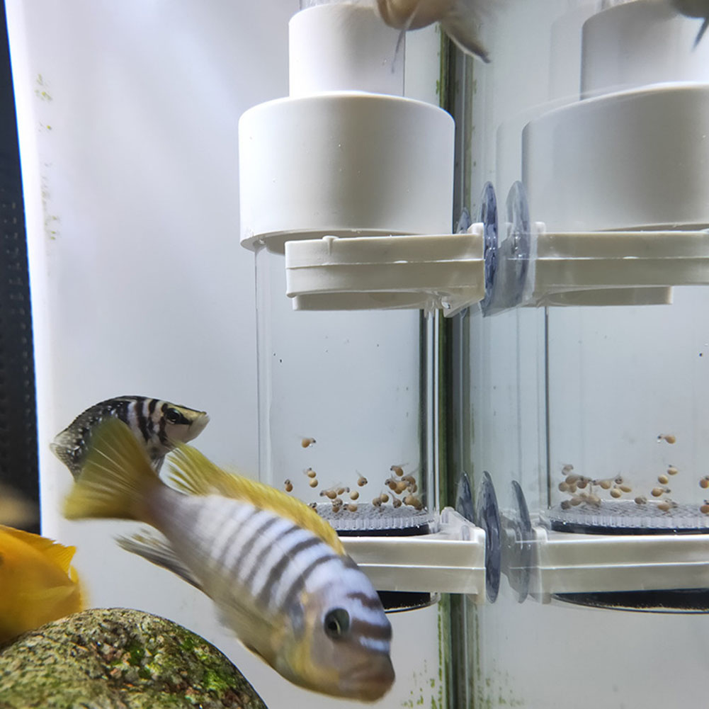 40mm水槽用シクリッド孵化場卵、口内孵化魚卵インキュベータ - Aquarium Fish Eggs のレビューと価格